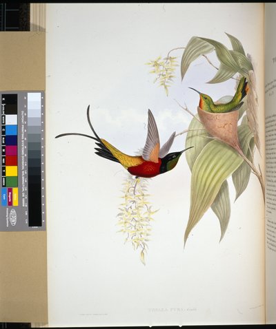 Vurige Topaas (topaza pyra) door John (after) Gould