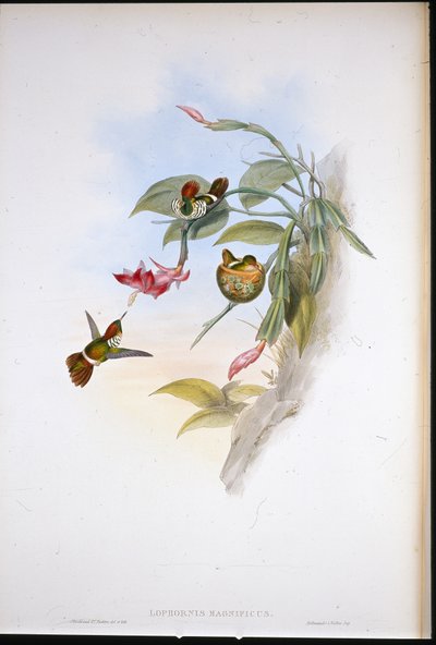 Franje Coquette door John (after) Gould