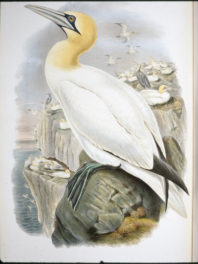 Jan-van-gent (Sula Bassana) door John (after) Gould