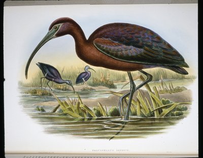 Glanzende Ibis door John (after) Gould