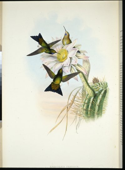 Gloeiende Pluim-been (Eriocnemis Vestitus) door John (after) Gould