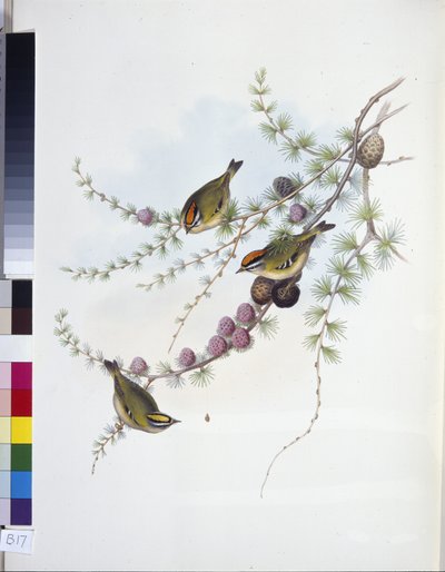Goudhaan (Regulus Regulus) door John (after) Gould