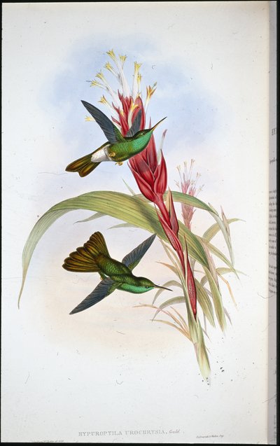 Goudstaart-pluimdrager (Hypuroptila Urochrysia) door John (after) Gould