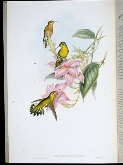 Goudkeel Kolibrie (Chrysobronchus Viriscens) door John (after) Gould