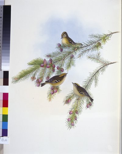 Goudkuifgoudhaan (Regulus Cristatus) door John (after) Gould