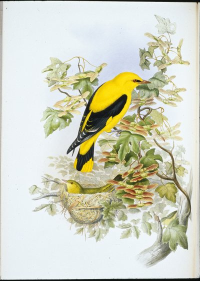 Wielewaal (Oriolus Galbula) door John (after) Gould