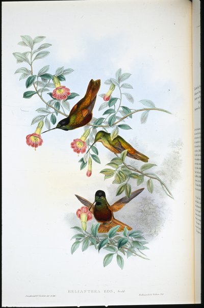 Gouden Ster-voorhoofd (Helianthea Eos) door John (after) Gould
