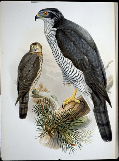 Havik door John (after) Gould