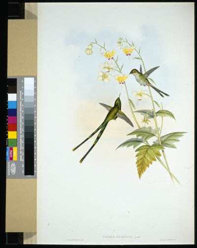Gracieus Trein-drager (lesbia gracilis) door John (after) Gould