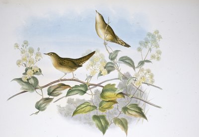 Sprinkhaanzanger door John (after) Gould