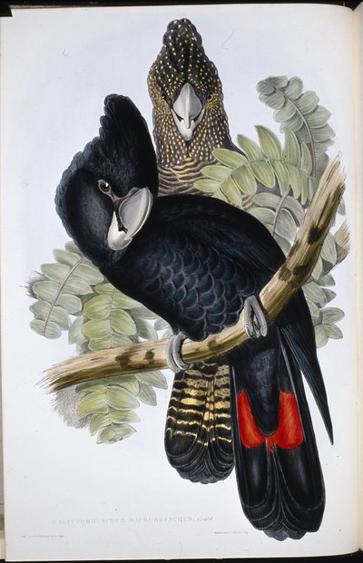 Grootgesnavelde Zwarte Kaketoe door John (after) Gould