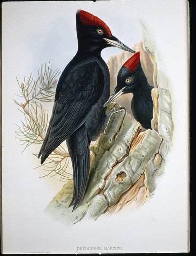 Zwarte specht (Dryocopus Martius) door John (after) Gould