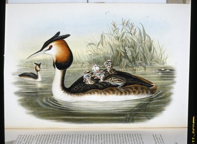 Fuut (Podiceps Cristatus) door John (after) Gould