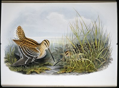 Grote snip door John (after) Gould