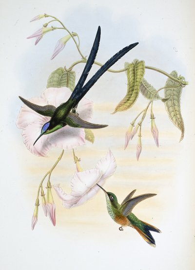 Grote Vorkstaart Kolibrie door John (after) Gould