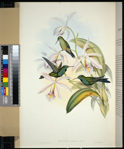 Groenkroonned Brilliant (heliodoxa jacula) door John (after) Gould