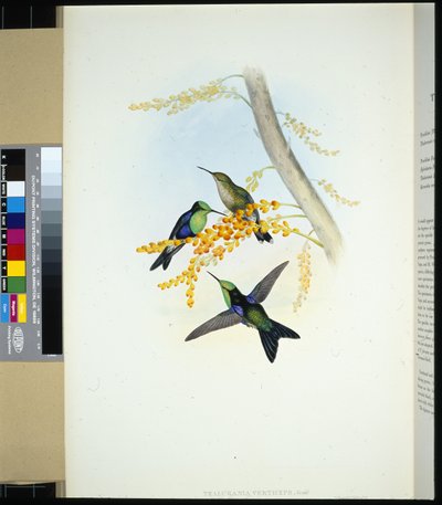 Groenkroonned Panoplites (thalurania verticeps) door John (after) Gould