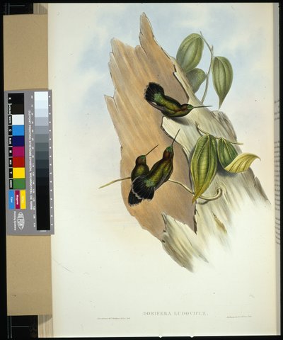 Groenfrontlansbek (dorifera ludoviciae) door John (after) Gould