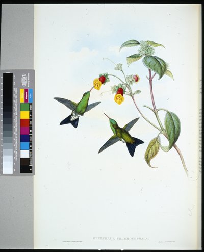 Groenkop Saffier (eucephala chlorocephela) door John (after) Gould
