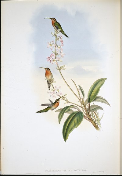 Groenstaart kluizenaar (Phaethornis Viridicaudata) door John (after) Gould