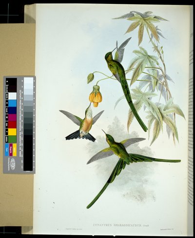 Groenstaart Sylph door John (after) Gould