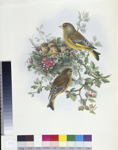Groenling (Ligurinus chloris) door John (after) Gould