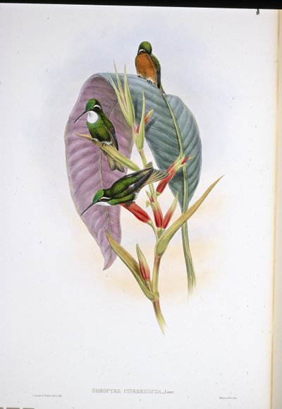Grijsstaartkolibrie (Oreopyra Cinereicauda) door John (after) Gould