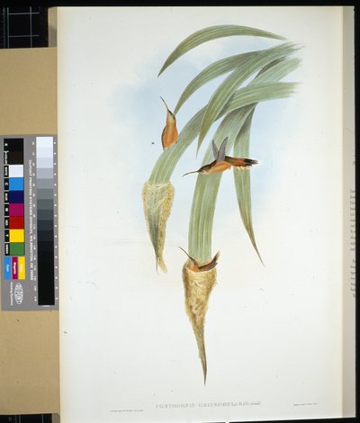 Grijskeelheremiet (phaethornis griseogularis) door John (after) Gould