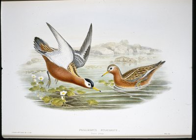 Grauwe franjepoot door John (after) Gould