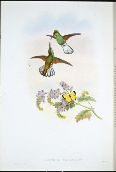 Grijze Streepstaart door John (after) Gould