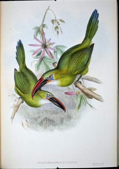 Groefbektoekan door John (after) Gould