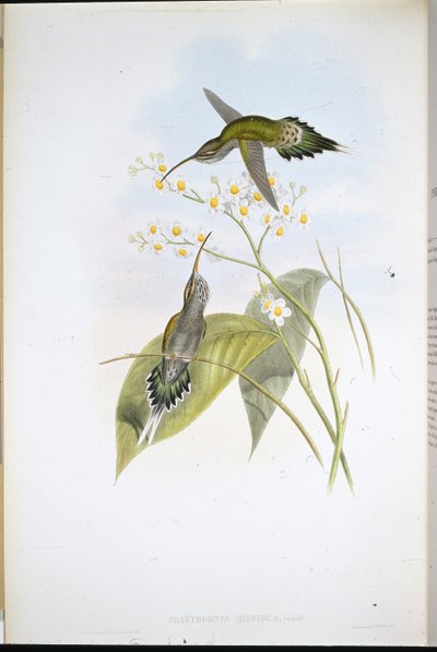 Harige Heremiet door John (after) Gould
