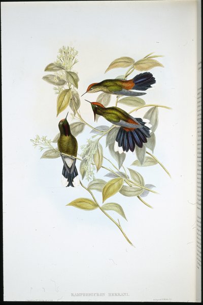 Herrans doornbek (Ramphomicron Herrani) door John (after) Gould