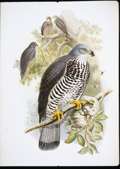 Wespendief (Pernis Apiuorus) door John (after) Gould