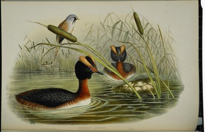 Gehoornde fuut door John (after) Gould