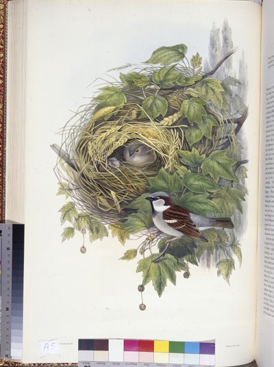 Huismus (Passer domesticus) door John (after) Gould