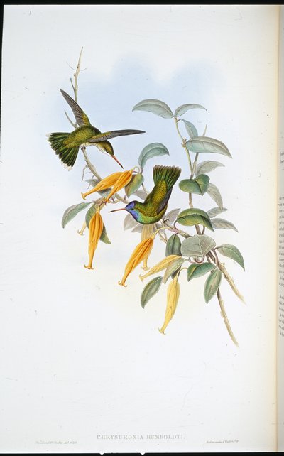 Humboldts kolibrie (Chrysuronia Humboldti) door John (after) Gould