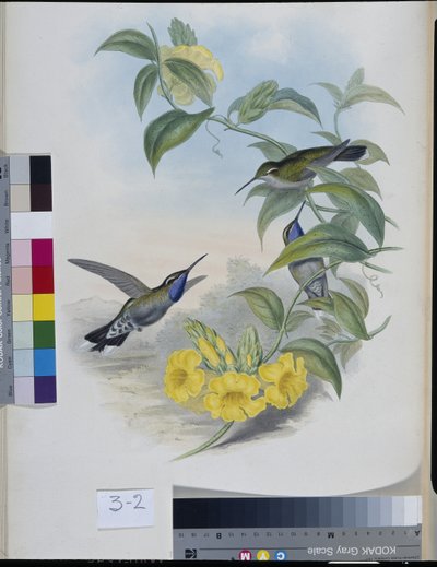 Kolibries (Delattria Clemenciae) door John (after) Gould