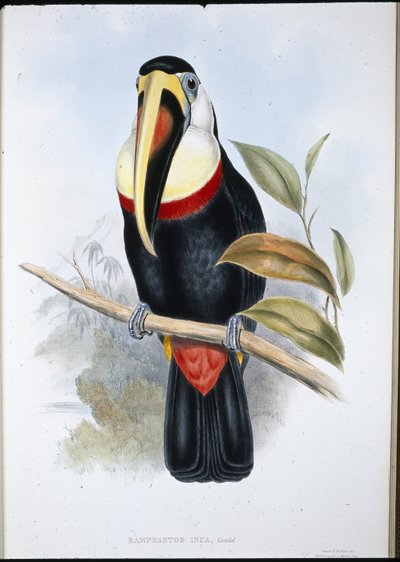 Inca Toekan door John (after) Gould