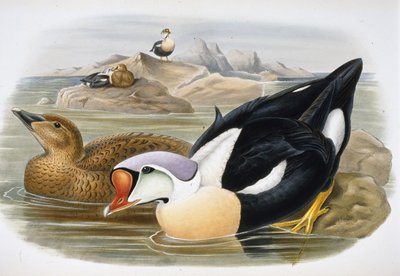 Koningseider (Somateria Spectabilis) door John (after) Gould