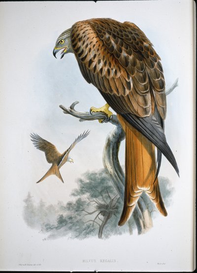Rode wouw (Milvus Regalis) door John (after) Gould