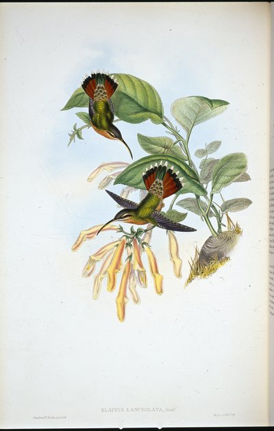 Lanceolate kluizenaar (Glaucis Lanceolata) door John (after) Gould
