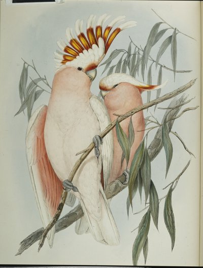 Leadbeater