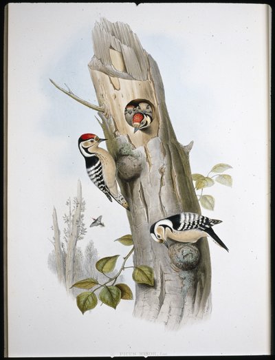 Kleine bonte specht (Picus Minor) door John (after) Gould