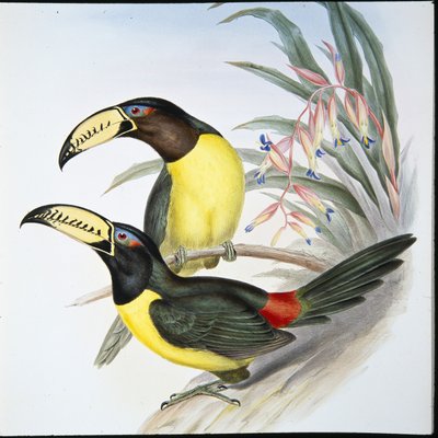 Letteraracari toekan door John (after) Gould