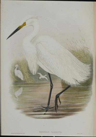 Kleine zilverreiger (Egretta Garzetta) door John (after) Gould