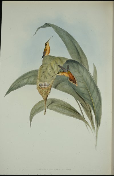 Kleine kluizenaar (Phaethornis eremita) door John (after) Gould
