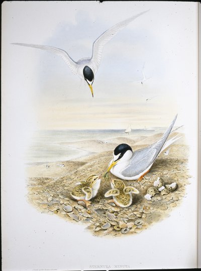 Dwergstern door John (after) Gould