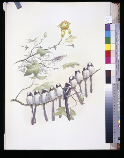 Staartmees (Mecistura Caudata) door John (after) Gould