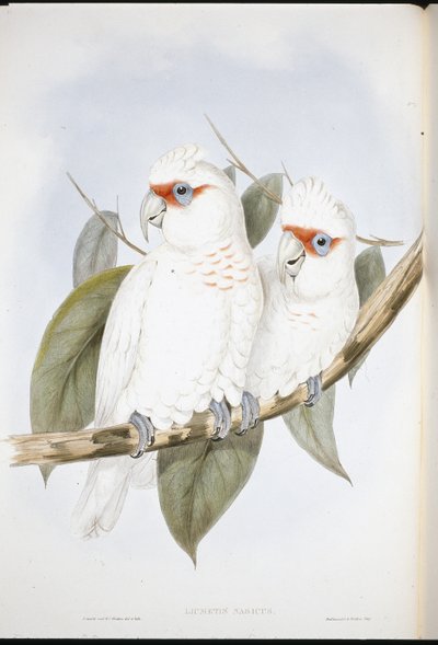 Langsnavelkaketoe door John (after) Gould